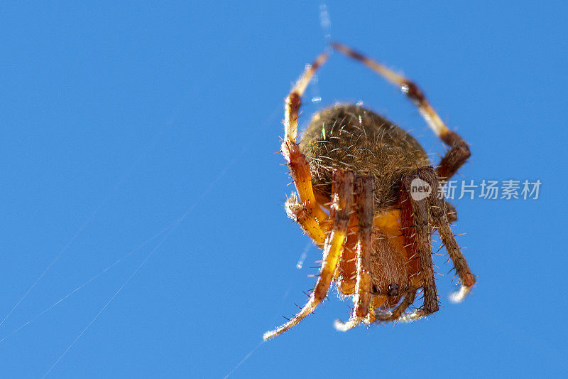 西部斑点圆织网蜘蛛，Neoscona oaxacensis在网上